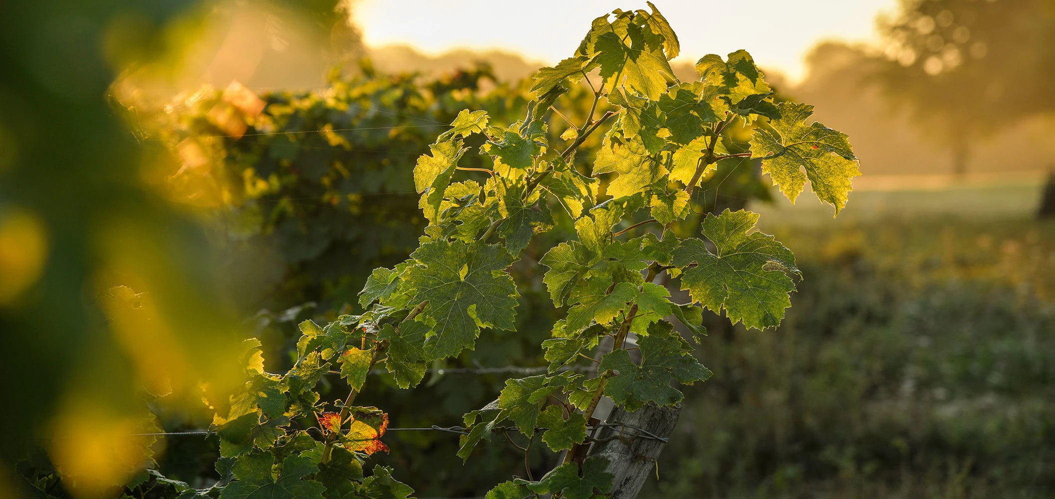 Trophée Beaujolais Nouveaux